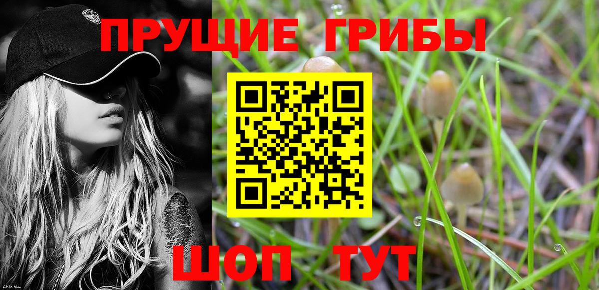 купить наркоту  Галлюциногенные грибы ЛСД  Вход с VPN  Абакан  Псилоцибиновые грибы Cubensis 